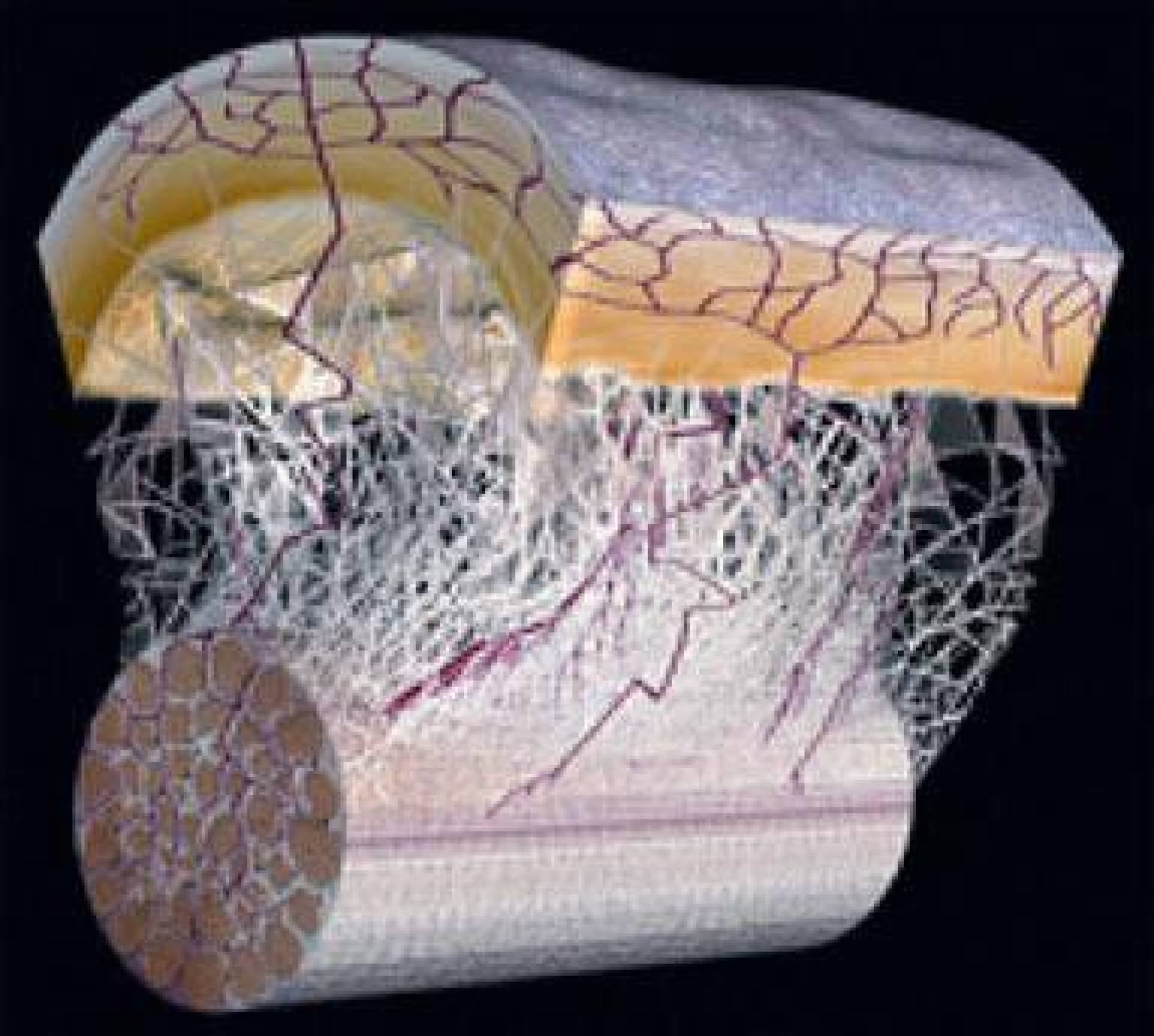 Fascie